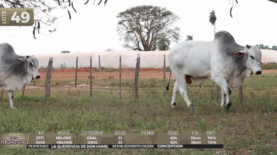 Lote LOTE 49