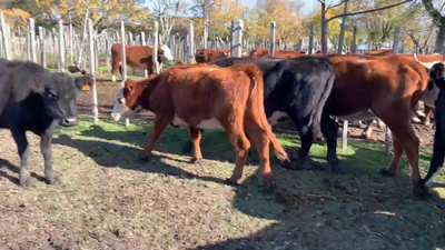 Lote 10 Vacas de Invernada en Melo, Cerro Largo