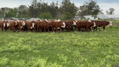 Lote 100 Terneros