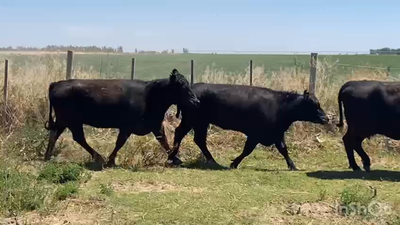 Lote 35 Vacas nuevas C/ gtia de preñez en Lavalle, Mendoza