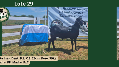 Lote PxC