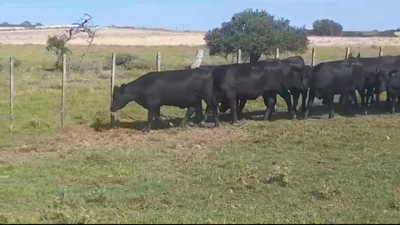 Lote (Vendido)17 Vaquillonas 1 a 2 años ANGUS 315kg -  en POLANCOS