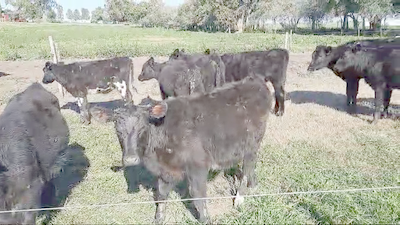 Lote 10 Terneras Angus y Cruza 127kg -  en Paraje Colonia Estrella Carmelo