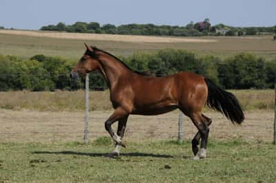 Lote Catalana Sorpresa