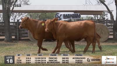 Lote Ganadera Santa Cecilia - Lote 18