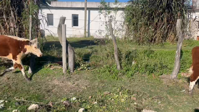 Lote 7 Terneros