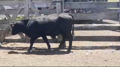 Lote (Vendido)Toros ANGUS 375kg -  en SANTA RITA