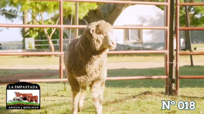 Lote Merino Donhe