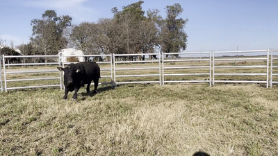 Lote TOROS BRANGUS, Cabaña "EL MATACO"