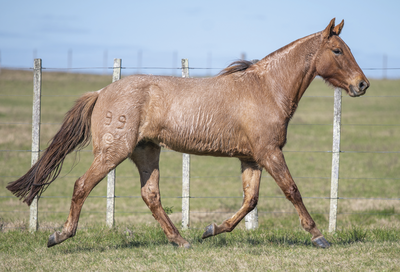 Lote VALENCIANA DE VERDES MARES