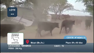 Lote 70 Terneros en Buenos Aires, Maipú