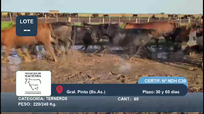 Lote 65 Terneros en Buenos Aires, General Pinto