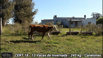 Lote 13 Vacas de Invernada en Canelones