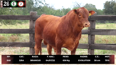 Lote LOTE 26