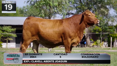 Lote LOTE 19