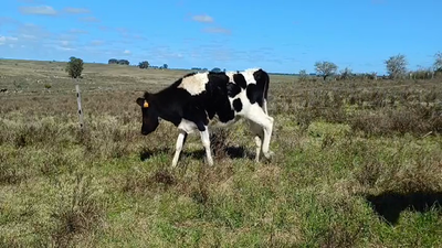 Lote (Vendido)7 Terneras Holando HOLANDO 220kg -  en PUNTAS DEL COLLA