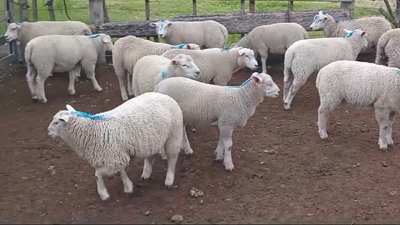 Lote CORDEROS