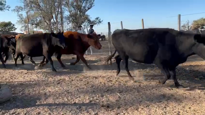 Lote 28 Vacas preñadas Braford, Brangus y sus cruzas en Tacural, Santa Fe