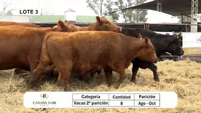 Lote Vaca PC paricion Otoño