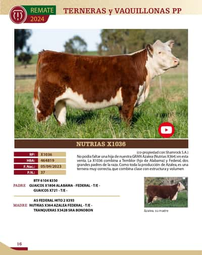 Lote TERNERAS PP