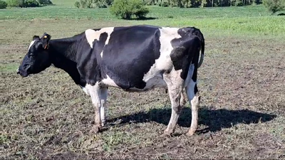 Lote VACAS