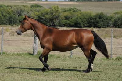 Lote Catalana Bichera 2