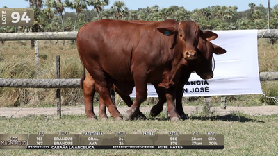 Lote LOTE 94