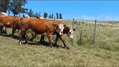 Lote 5 Vacas de Invernada HEREFORD - HEREFORD/ ANGUS 435kg -  en EL CAUTIVO