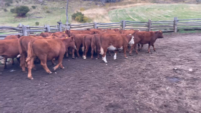  45 Vaquilla Engorda en Coyhaique, XI Región Aysén