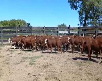 Lote 100 Terneros en Riacho He-He, Formosa
