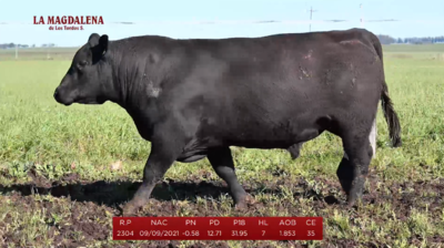 Lote Brete 19 - Angus