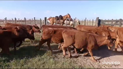 Lote 26 Terneros