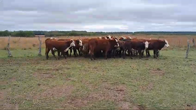 Lote 44 Novillitos Braford en Paso de Los Libres, Corrientes