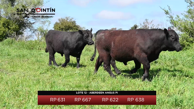 Lote LOTE 12 - ABERDEEN ANGUS PI