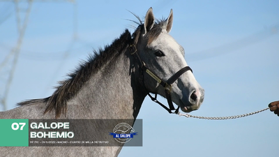 Lote Lote 7