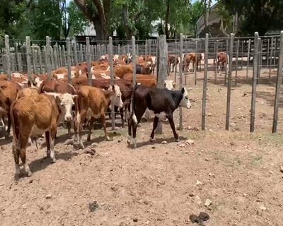 Lote 18 Terneros en Melo, Cerro Largo