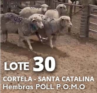 Lote Lote 30
