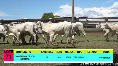 Lote LOTE 71 - 70 TERNERAS CBO 2