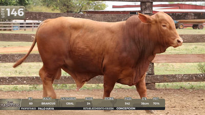 Lote LOTE 146