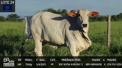 Lote LOTE 24