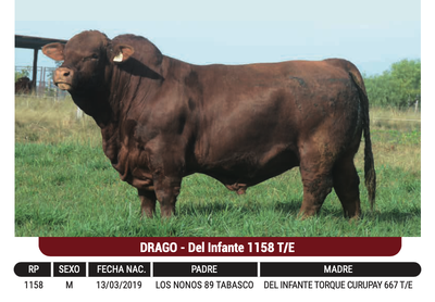 Lote "CABAÑA EL CORAJE" - DRAGO - Del Infante 1158 T/E