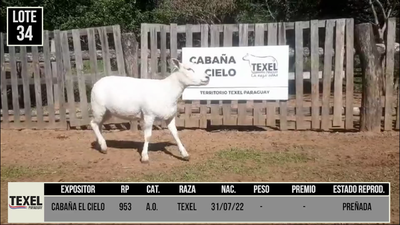 Lote LOTE 34 - CAMPO