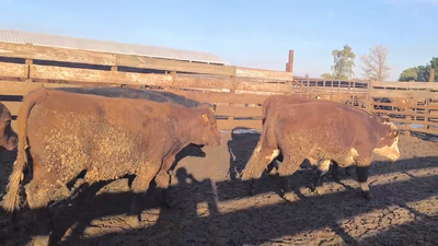 Lote 40 Novillo Gordo en Los Ángeles, VIII Región Biobío