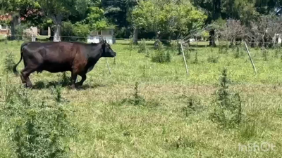 Lote 36 Vacas nuevas C/ gtia de preñez