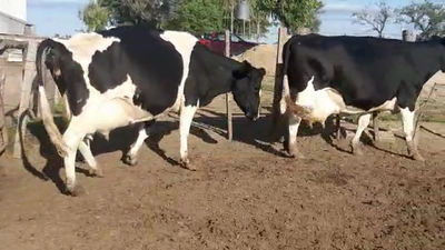 Lote 3 Vaca 600kg - , San José
