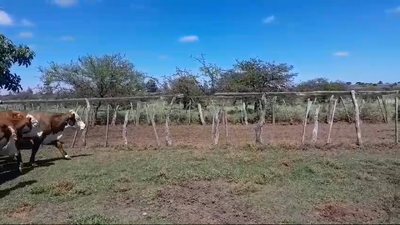 Lote 25 Novillos