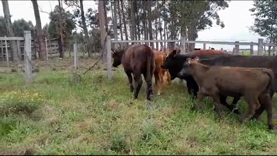 Lote 14 Terneras 12 AA,  1 RA,  1 HE 181kg -  en RUTA 3 KM 555. BELEN