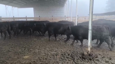 Lote 40 Novillo Gordo en Los Ángeles, VIII Región Biobío