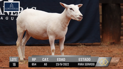 Lote LOTE 16