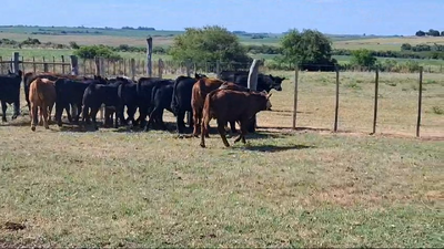 Lote TERNEROS